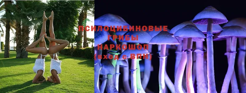 Псилоцибиновые грибы Cubensis  Стрежевой 