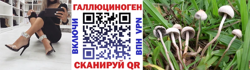 Псилоцибиновые грибы Psilocybe Стрежевой